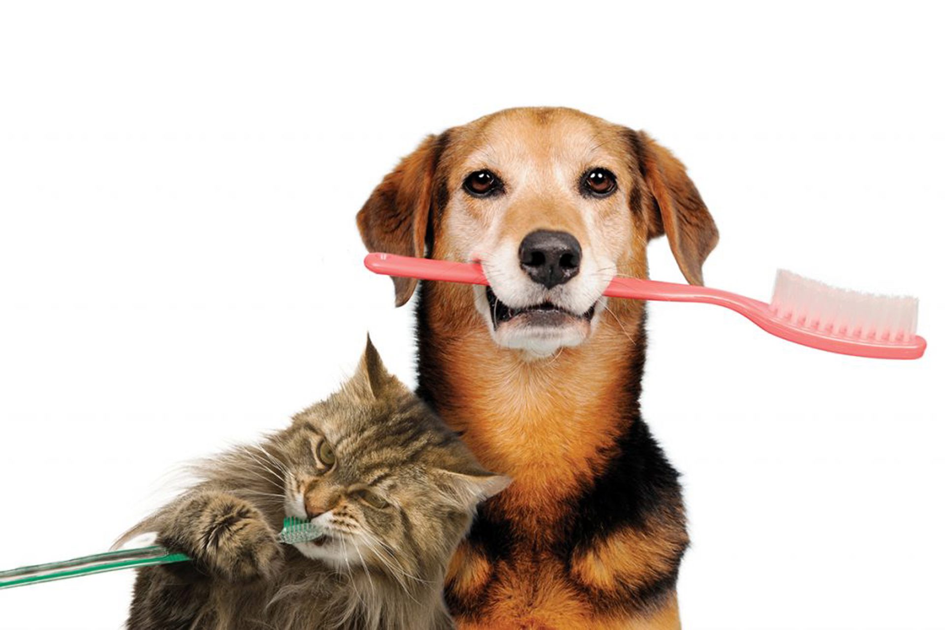 Higiene oral dos animais de companhia