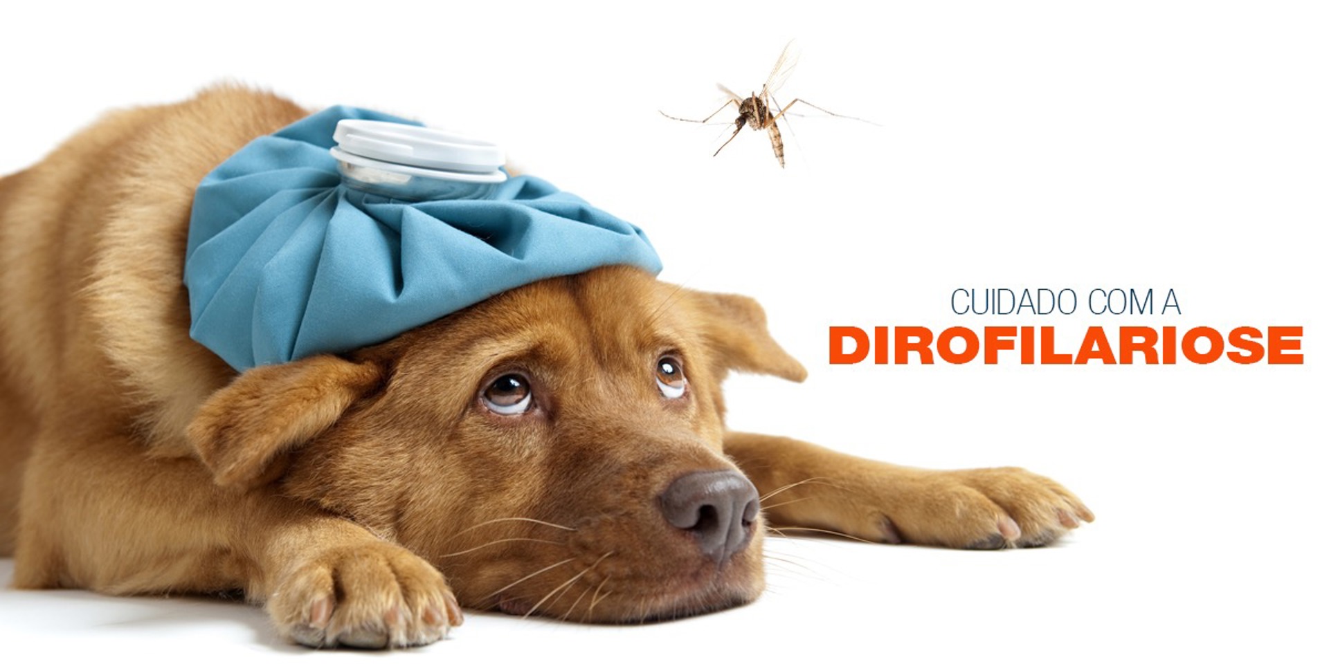 Dirofilariose Canina: o que é e quais os sintomas?